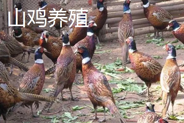 农村养什么东西不愁销路,泥鳅、肉鸽、山鸡均有很大的市场