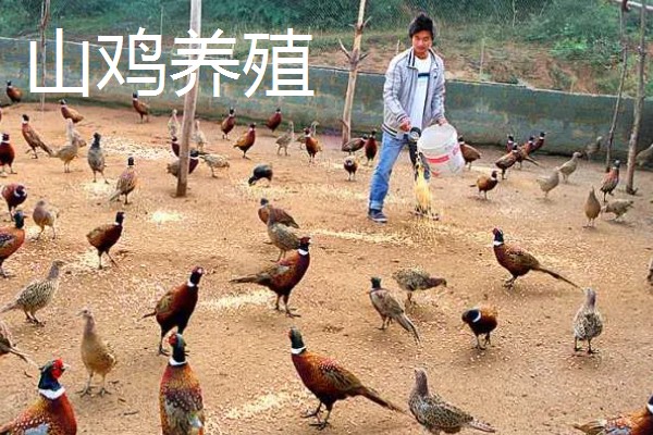 农村养什么东西不愁销路,泥鳅、肉鸽、山鸡均有很大的市场