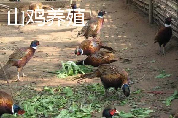 农村养什么东西不愁销路,泥鳅、肉鸽、山鸡均有很大的市场