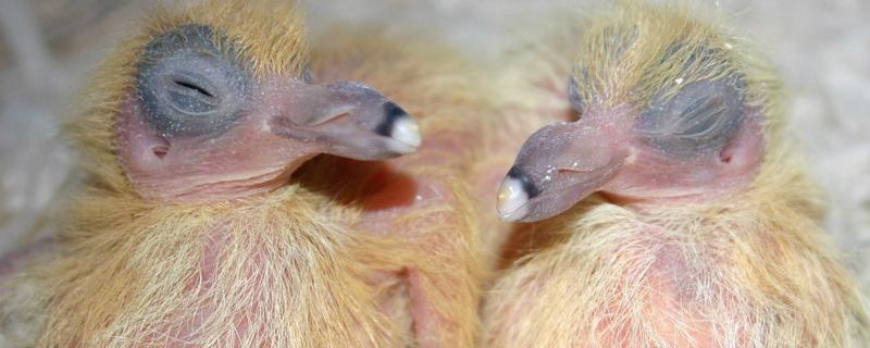 如何喂养刚出壳的鸽子，没有吃足鸽乳的幼鸽可饲喂小米等食物