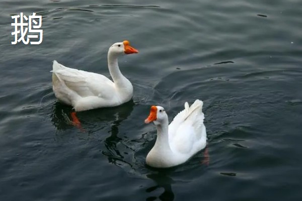 农村养什么东西不愁销路,泥鳅、肉鸽、山鸡均有很大的市场