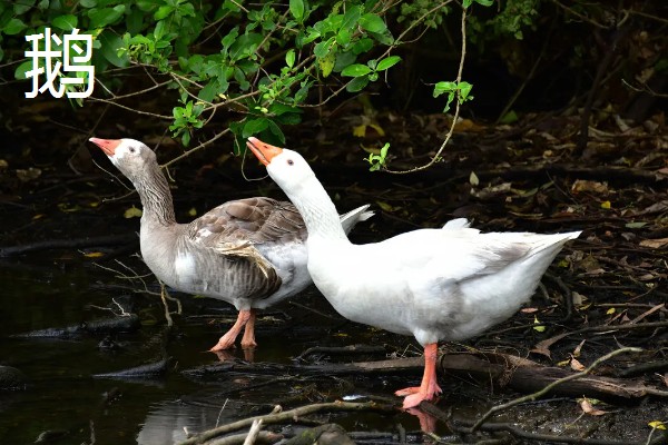 农村养什么东西不愁销路,泥鳅、肉鸽、山鸡均有很大的市场