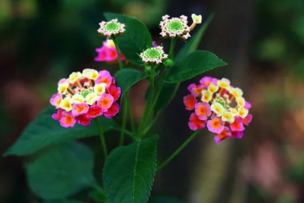 五色梅是如何变色的,随花青素浓度变色