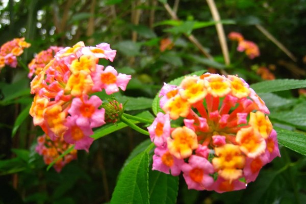 五色梅是如何变色的,随花青素浓度变色