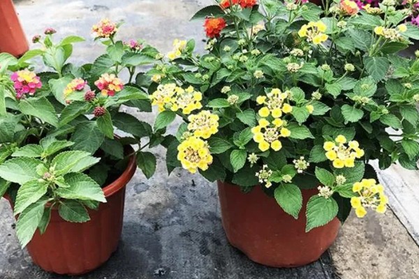 五色梅是如何变色的,随花青素浓度变色