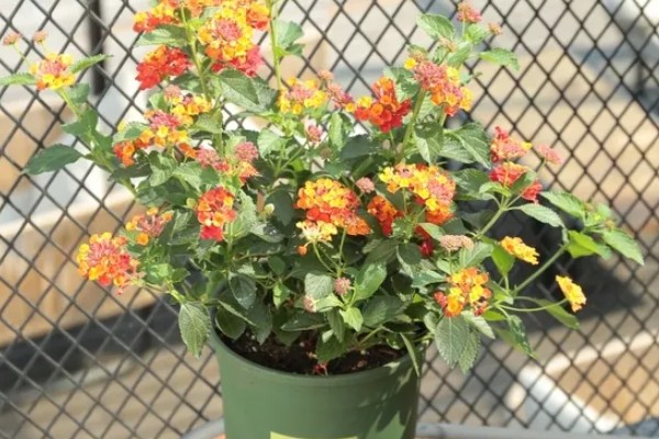 五色梅是如何变色的,随花青素浓度变色