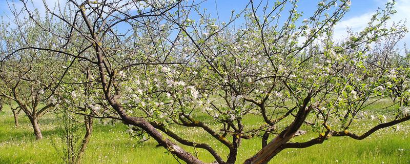 早春果园的管理技术,要及时进行清园