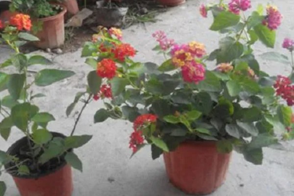 五色梅是如何变色的,随花青素浓度变色