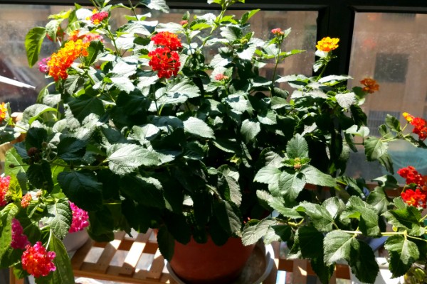 五色梅是如何变色的,随花青素浓度变色