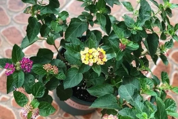 五色梅是如何变色的,随花青素浓度变色