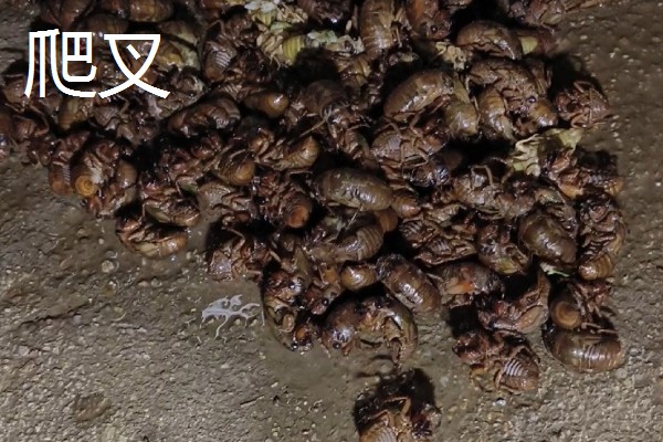 农村养什么东西不愁销路,泥鳅、肉鸽、山鸡均有很大的市场