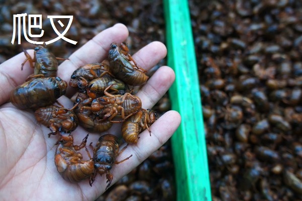 农村养什么东西不愁销路,泥鳅、肉鸽、山鸡均有很大的市场