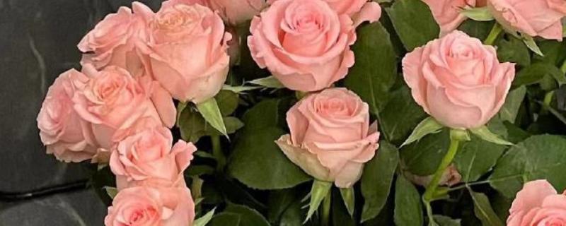 粉色玫瑰有什么花语，代表美好初恋、爱的宣言等含义