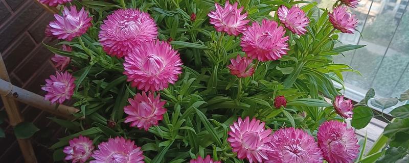 麦秆菊的养殖方法，生长期可以每隔三天浇水一次