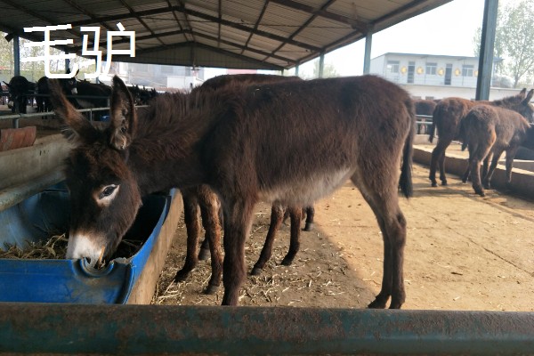 农村养什么东西不愁销路,泥鳅、肉鸽、山鸡均有很大的市场