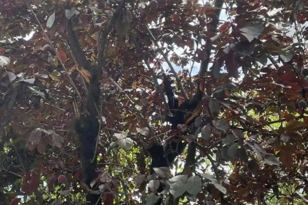 红叶李叶子干枯的原因,浇水过多会导致叶子干枯