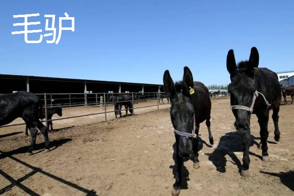 农村养什么东西不愁销路,泥鳅、肉鸽、山鸡均有很大的市场