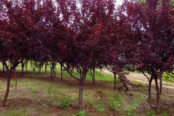 红叶李叶子干枯的原因,浇水过多会导致叶子干枯