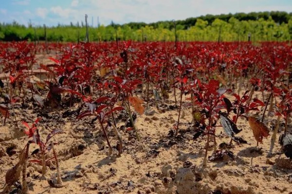 红叶李叶子干枯的原因,浇水过多会导致叶子干枯