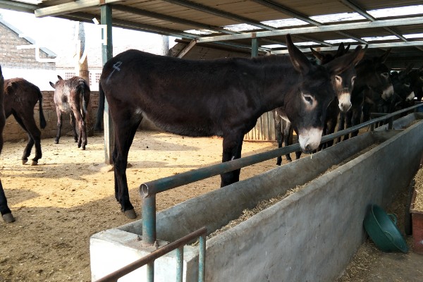 农村养什么东西不愁销路,泥鳅、肉鸽、山鸡均有很大的市场