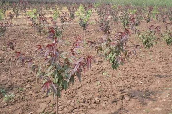 红叶李叶子干枯的原因,浇水过多会导致叶子干枯