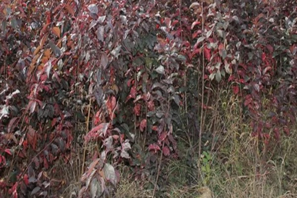 红叶李叶子干枯的原因,浇水过多会导致叶子干枯