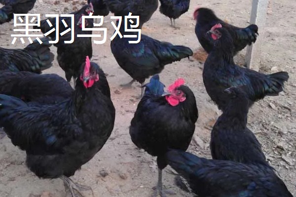 农村养什么东西不愁销路,泥鳅、肉鸽、山鸡均有很大的市场