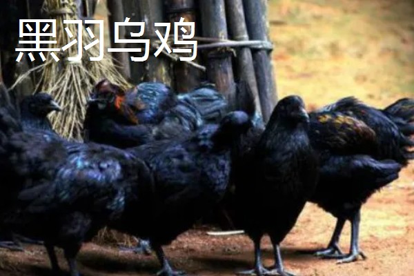 农村养什么东西不愁销路,泥鳅、肉鸽、山鸡均有很大的市场