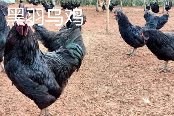 农村养什么东西不愁销路,泥鳅、肉鸽、山鸡均有很大的市场