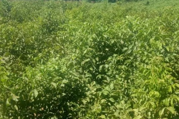 五亩核桃一年的收入,一年的收入在15000元左右