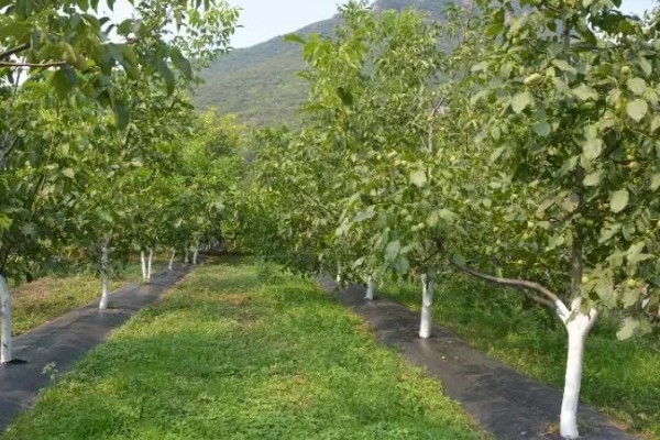 五亩核桃一年的收入,一年的收入在15000元左右