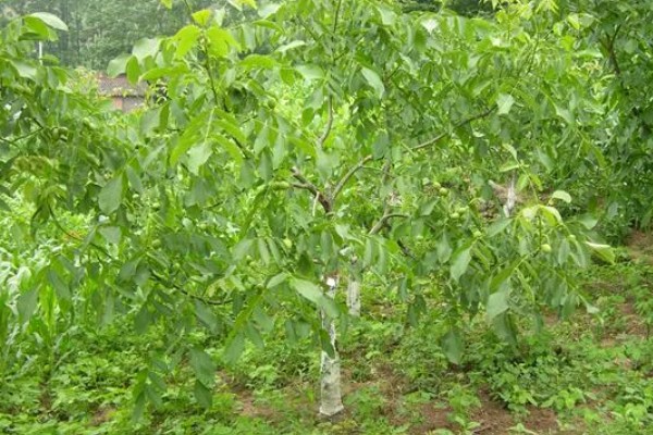 五亩核桃一年的收入,一年的收入在15000元左右