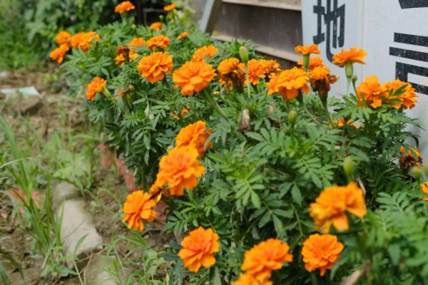 怎么养万寿菊，温度维持在15-25℃