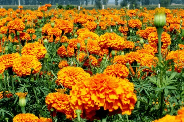 怎么养万寿菊，温度维持在15-25℃