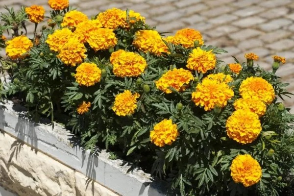 怎么养万寿菊，温度维持在15-25℃