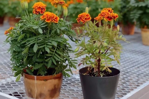 怎么养万寿菊，温度维持在15-25℃