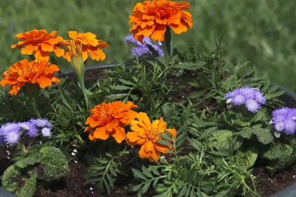 怎么养万寿菊，温度维持在15-25℃