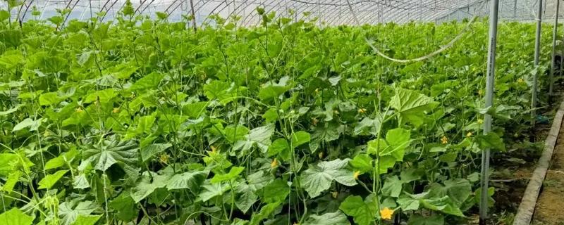 最有前景的种植业，推荐稻蛙蚓共生项目、反季节大棚种植等