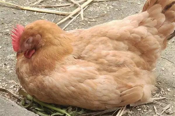 鸡呆立缩头闭眼应该用什么药物，使用庆大毒素、新霉素等药物可防治大肠杆菌病