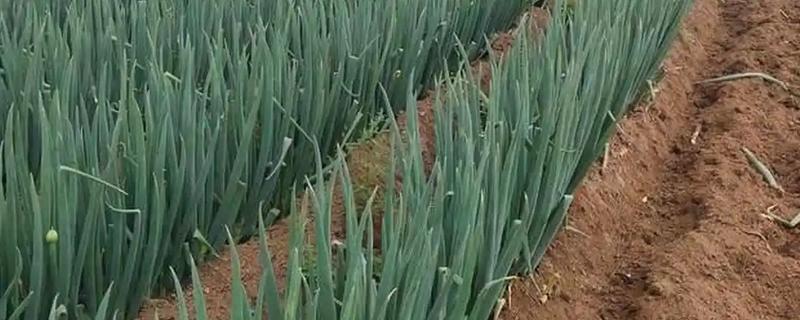 大葱什么时候第一次培土，株高达到30厘米左右时展开培土工作