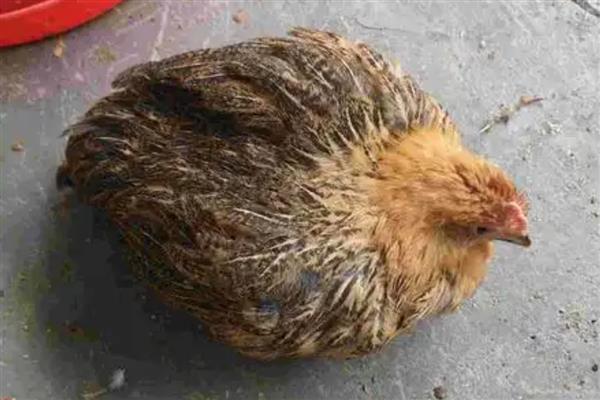 鸡呆立缩头闭眼应该用什么药物，使用庆大毒素、新霉素等药物可防治大肠杆菌病