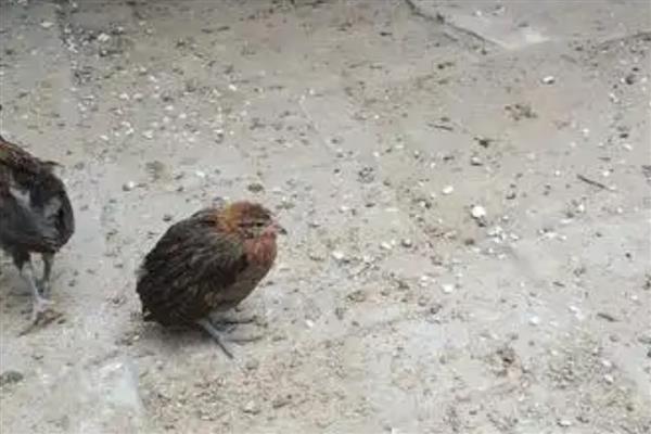 鸡呆立缩头闭眼应该用什么药物，使用庆大毒素、新霉素等药物可防治大肠杆菌病