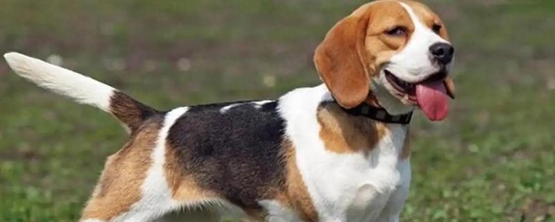 怎么判断小比格犬是否纯种，耳朵既长又大四肢短小