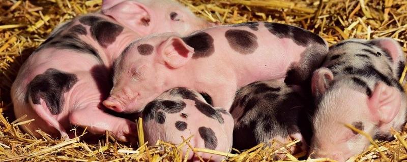 养猪的注意事项，要确保饮用水的干净