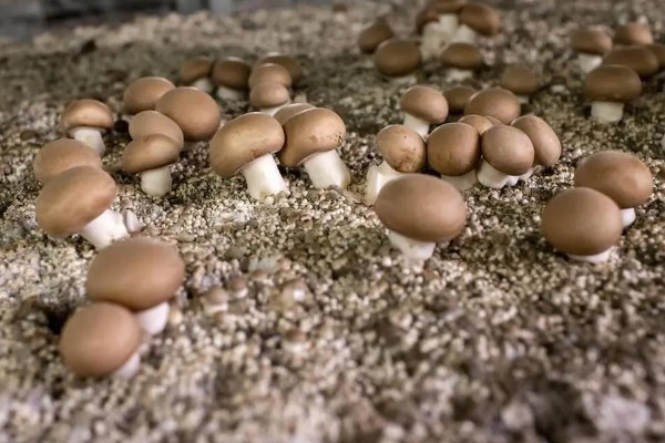 蘑菇的种植方式，每隔1-3天浇一次水