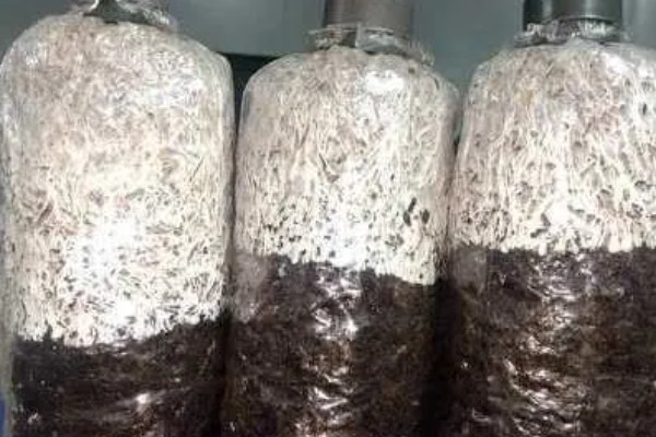 蘑菇的种植方式，每隔1-3天浇一次水