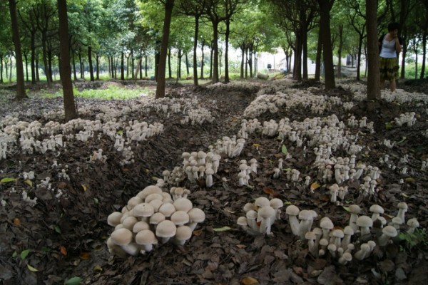蘑菇的种植方式，每隔1-3天浇一次水