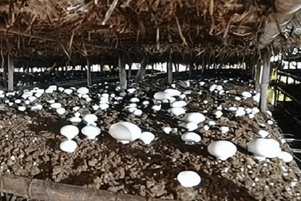 蘑菇的种植方式，每隔1-3天浇一次水