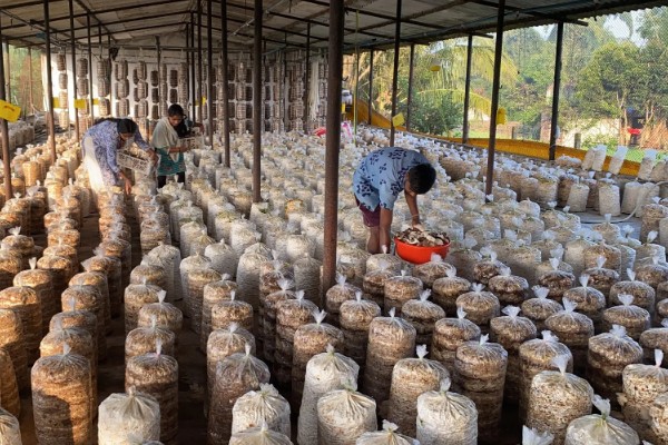 蘑菇的种植方式，每隔1-3天浇一次水