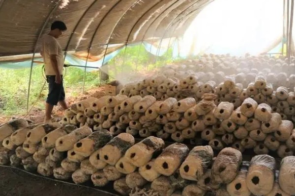 蘑菇的种植方式，每隔1-3天浇一次水